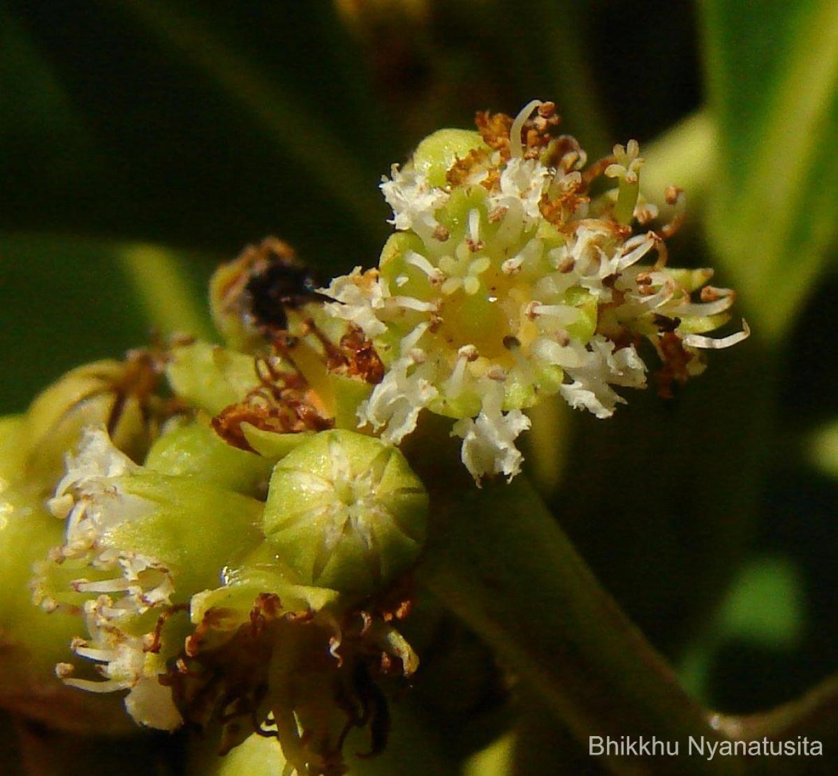 Carallia brachiata (Lour.) Merr.